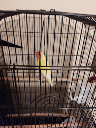 Pet Store «The Amazon Pet Store», reviews and photos, 2936 Del Prado Blvd, Cape Coral, FL 33904, USA