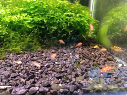 Tropical Fish Store «Sunset Pet & Supplies», reviews and photos, 1373 Sunset Blvd, Los Angeles, CA 90026, USA