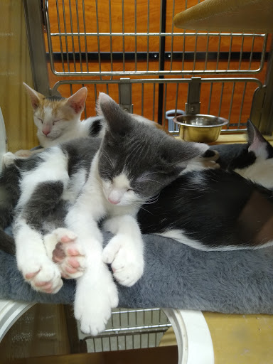 Pet Supply Store «PetSmart», reviews and photos, 17651 Colima Rd, City of Industry, CA 91748, USA