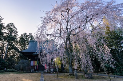 坂尾の桜