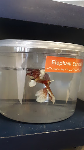 Pet Supply Store «Petco Animal Supplies», reviews and photos, 438 Southbridge St, Auburn, MA 01501, USA