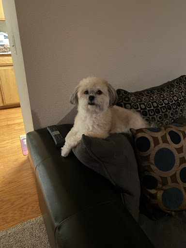 Pet Supply Store «PetSmart», reviews and photos, 17585 Southcenter Pkwy, Tukwila, WA 98188, USA