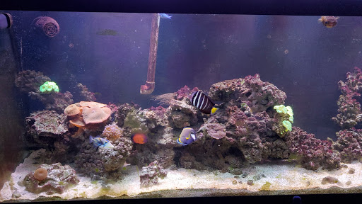 Tropical Fish Store «Aquatic Creations Ltd», reviews and photos, 2909 Urbana Pike, Ijamsville, MD 21754, USA