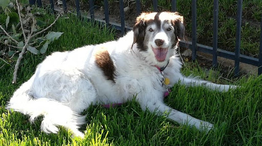 Zoe Auto Sales Llc, 250 S Main St, Longmont, CO 80501, USA, 