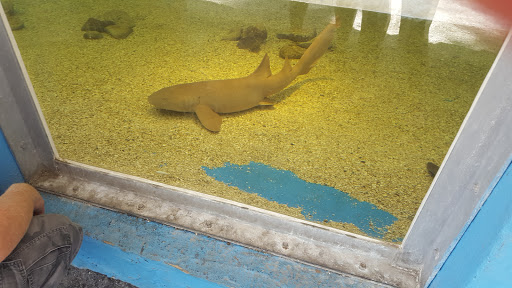 Aquarium «St. Augustine Aquarium», reviews and photos, 2045 FL-16, St Augustine, FL 32084, USA