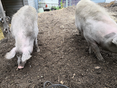 Tierschutz Friedberg-Hochzoll Meringer Str. 116, 86163 Augsburg, Deutschland