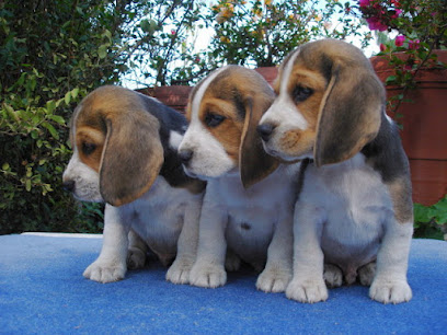 Beagles autenticos