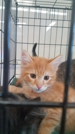 Pet Supply Store «Petco Animal Supplies», reviews and photos, 27580 W Lugonia Ave, Redlands, CA 92374, USA