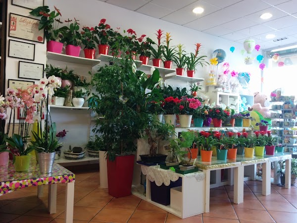 Bambú Floristas