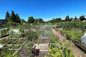 Queen Anne P-Patch Community Garden image