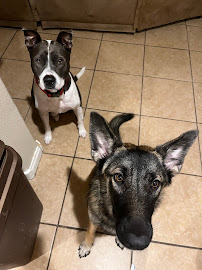 Spoiled Paws - Photo 7 - Car repair in Henderson, NV, Henderson
