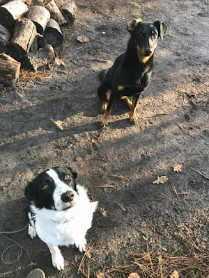 Centre d'éducation canine 40/Élevage de Vagoria à Garein