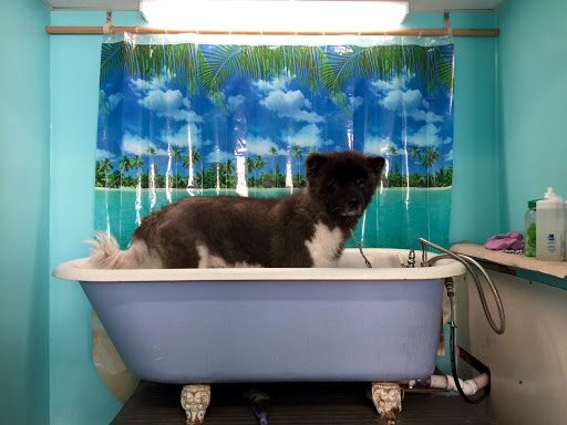 Island Dog Outfitters