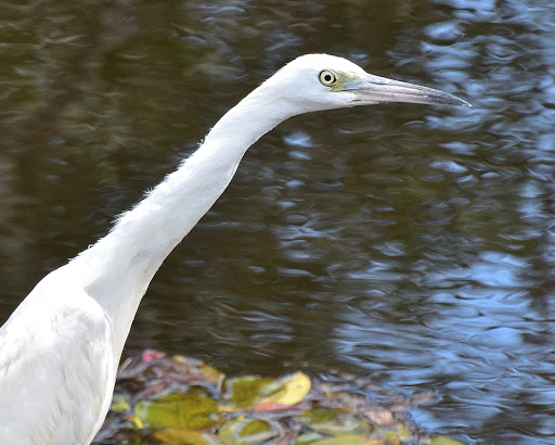 Nature Preserve «Chapel Trail Nature Preserve», reviews and photos, 19800 Sheridan St, Fort Lauderdale, FL 33332, USA