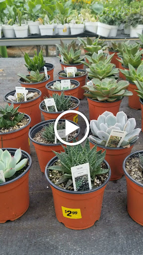 Florist «Dutch & Olgas Greenhouse», reviews and photos, 1285 NJ-36, Hazlet, NJ 07730, USA