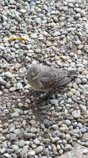 Winery «Greendance The Winery at Sandhill», reviews and photos, 306 Deerfield Rd, Mt Pleasant, PA 15666, USA