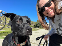 Wendy Jeffries Dog Training - Photo 3 - Car repair in Hemet, CA, Hemet