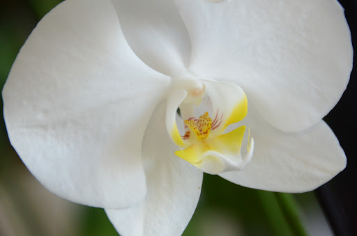 Florist «Royal Petals», reviews and photos, 188 E Wend St, Lemont, IL 60439, USA