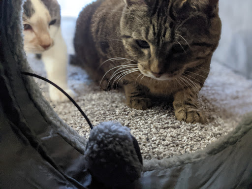 Pet Supply Store «PetSmart», reviews and photos, 1630 13th Ave E, West Fargo, ND 58078, USA