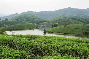 Thanh Chuong tea island image