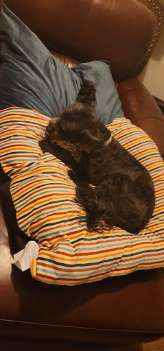 Pet Supply Store «PetSmart», reviews and photos, 47142 Michigan Ave, Canton, MI 48188, USA