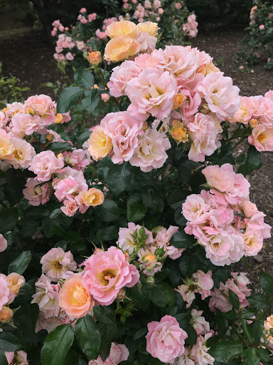 Park «Poplar Tree Park», reviews and photos, 4718 Stringfellow Rd, Fairfax, VA 22030, USA