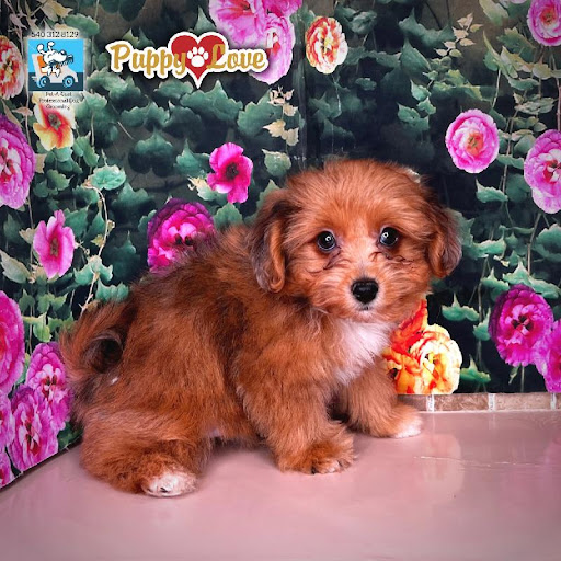 Pet Store «Puppy Love», reviews and photos, 4802 Valley View Blvd NW Uf290, Roanoke, VA 24012, USA