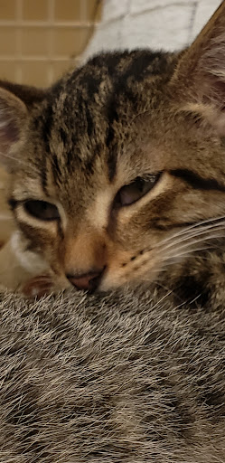 Pet Supply Store «Petco Animal Supplies», reviews and photos, 15895 Pines Blvd, Pembroke Pines, FL 33028, USA