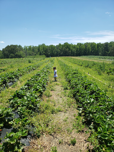 Produce Market «Mt Olympus Berry Farm», reviews and photos, 23298 Jefferson Davis Hwy, Ruther Glen, VA 22546, USA