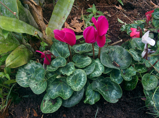 Cemetery «Woodlawn Funeral Home & Cemetery», reviews and photos, 1101 Antoine Dr, Houston, TX 77055, USA