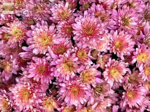 Florist «Ambrosia Floral Boutique», reviews and photos, 1949 W Ray Rd, Chandler, AZ 85224, USA