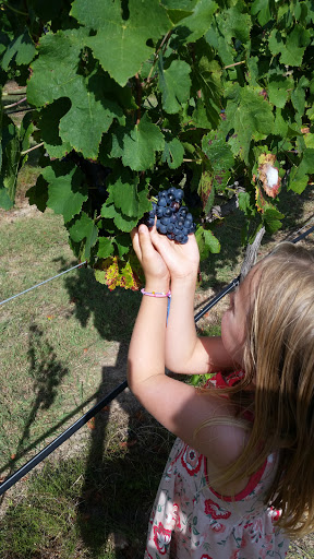 Winery «Westcave Cellars Winery», reviews and photos, 25711 Hamilton Pool Rd, Round Mountain, TX 78663, USA