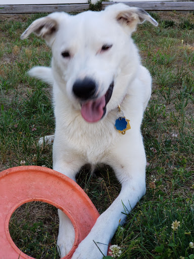 Pet Supply Store «PetSmart», reviews and photos, 1232 Hooper Ave, Toms River, NJ 08753, USA