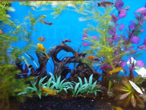 Pet Supply Store «Pet Supplies Plus», reviews and photos, 13360 W 87th St Pkwy, Lenexa, KS 66215, USA