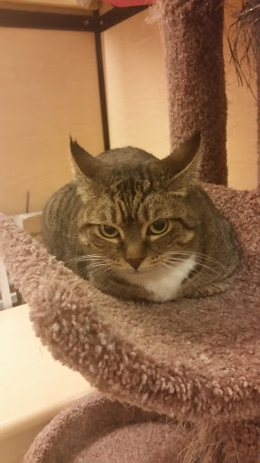 Pet Supply Store «PetSmart», reviews and photos, 6019 Wade Hampton Blvd, Taylors, SC 29687, USA