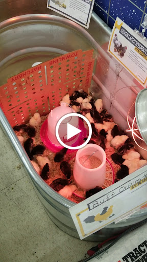 Home Improvement Store «Tractor Supply Co.», reviews and photos, 1149 E Main St, Ravenna, OH 44266, USA