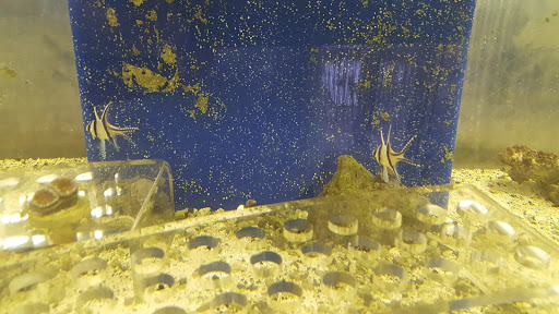 Tropical Fish Store «Saltwater Island», reviews and photos, 15214 Manchester Rd, Ballwin, MO 63011, USA