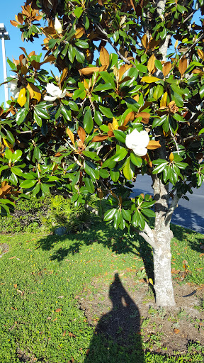 Recreation Center «Largo Community Center», reviews and photos, 400 Alt Keene Rd, Largo, FL 33771, USA