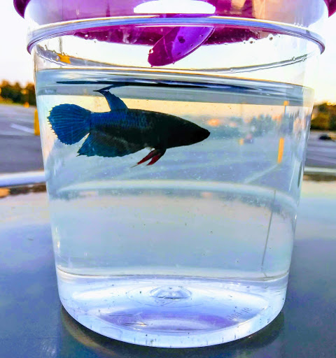 Pet Supply Store «PetSmart», reviews and photos, 2180 MacArthur Rd, Whitehall, PA 18052, USA