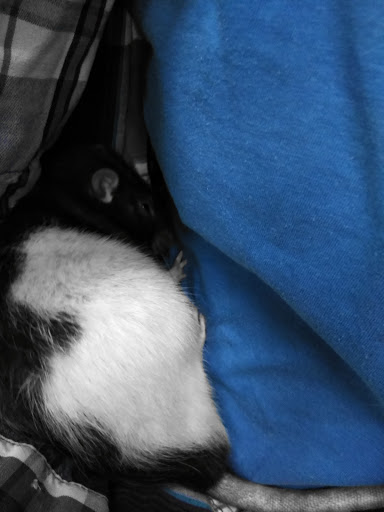 Pet Supply Store «Pet Supermarket, Inc.», reviews and photos, 18445 US-41, Lutz, FL 33549, USA