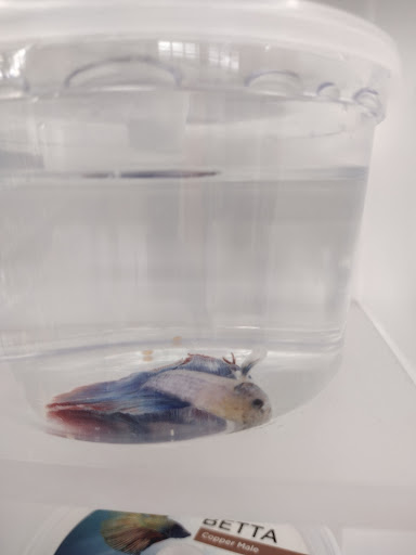 Pet Supply Store «Petco Animal Supplies», reviews and photos, 5975 20th St, Vero Beach, FL 32966, USA