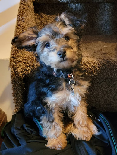 Pet Store «Pet City Pet Shops», reviews and photos, 750 Citadel Dr N # 2092, Colorado Springs, CO 80909, USA