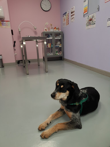 Centro Veterinario Huellas En El Bierzo en Camponaraya