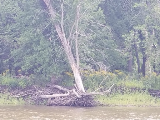 Boat Tour Agency «Maiden Voyage Tours», reviews and photos, 111 Front St, McGregor, IA 52157, USA