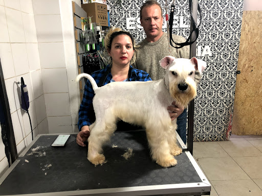 Cursos peluqueria canina Buenos Aires