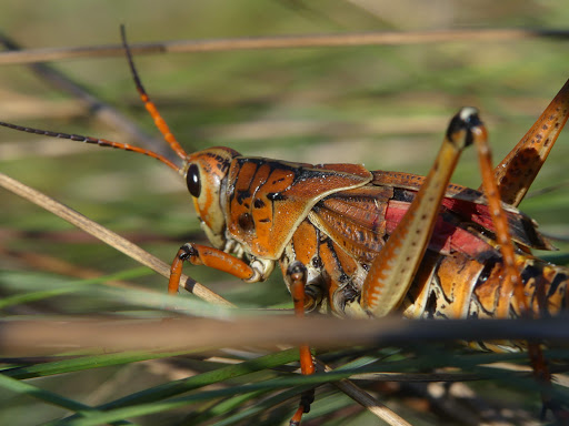 Wildlife Refuge «Ding Darling Wildlife Refuge», reviews and photos, 1 Wildlife Dr, Sanibel, FL 33957, USA
