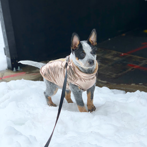 Pet Supply Store «PS9 Pets», reviews and photos, 169 N 9th St, Brooklyn, NY 11211, USA