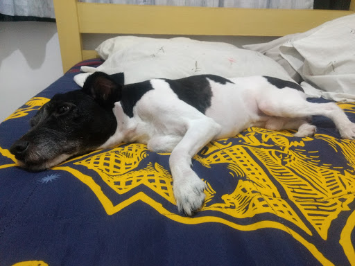 SULA VET - Clínica Veterinária em São Paulo - SP