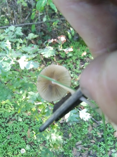 Park «Guy Lee Park», reviews and photos, 890 Darlene Ave, Springfield, OR 97477, USA