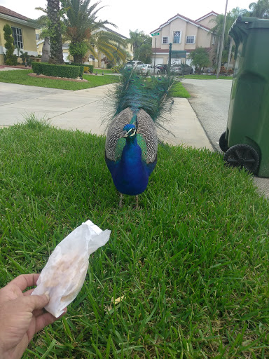 Nature Preserve «Chapel Trail Nature Preserve», reviews and photos, 19800 Sheridan St, Fort Lauderdale, FL 33332, USA